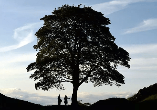 If you want to understand the prison crisis, look at the Sycamore tree&nbsp;case